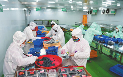 玉溪市人民政府推動(dòng)食品互聯(lián)網(wǎng)銷售發(fā)展策略與成效